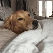 犬种智商,犬种智商排名第一名金毛