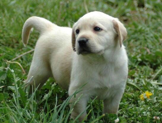 新手养拉布拉多需要注意什么问题,养拉布拉多需要注意什么呢