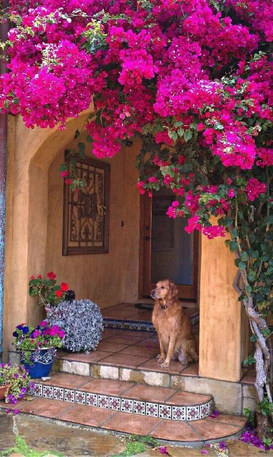 入户花园——开门即是景，回家就像逛花园，满足你的花园情情结