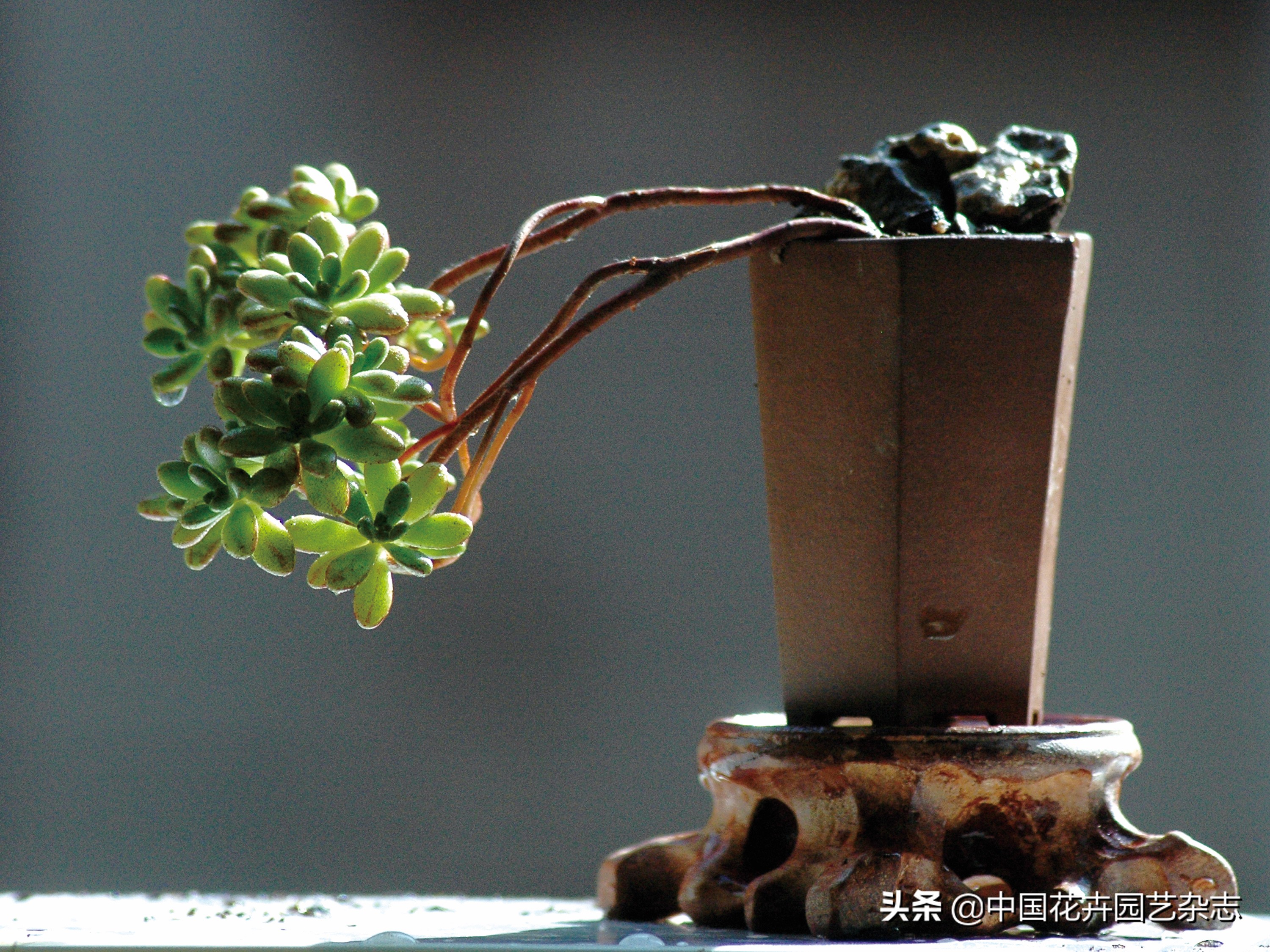 小人祭养殖,小人祭用途