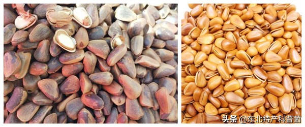 松子的采摘过程,松子从采摘到炒熟的全过程