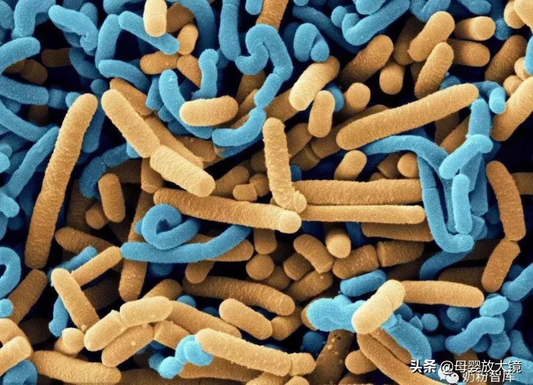 益生菌千万别这么吃,益生菌别乱吃会长胖吗