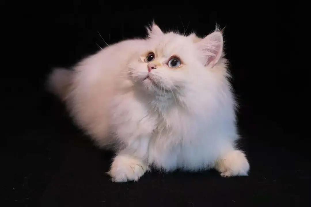 多少度猫咪会感到冷,多少度猫咪才会感到寒冷