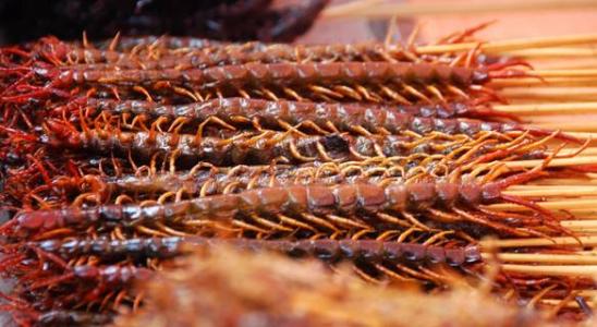 蜈蚣养殖方法和注意什么,蜈蚣怎么养