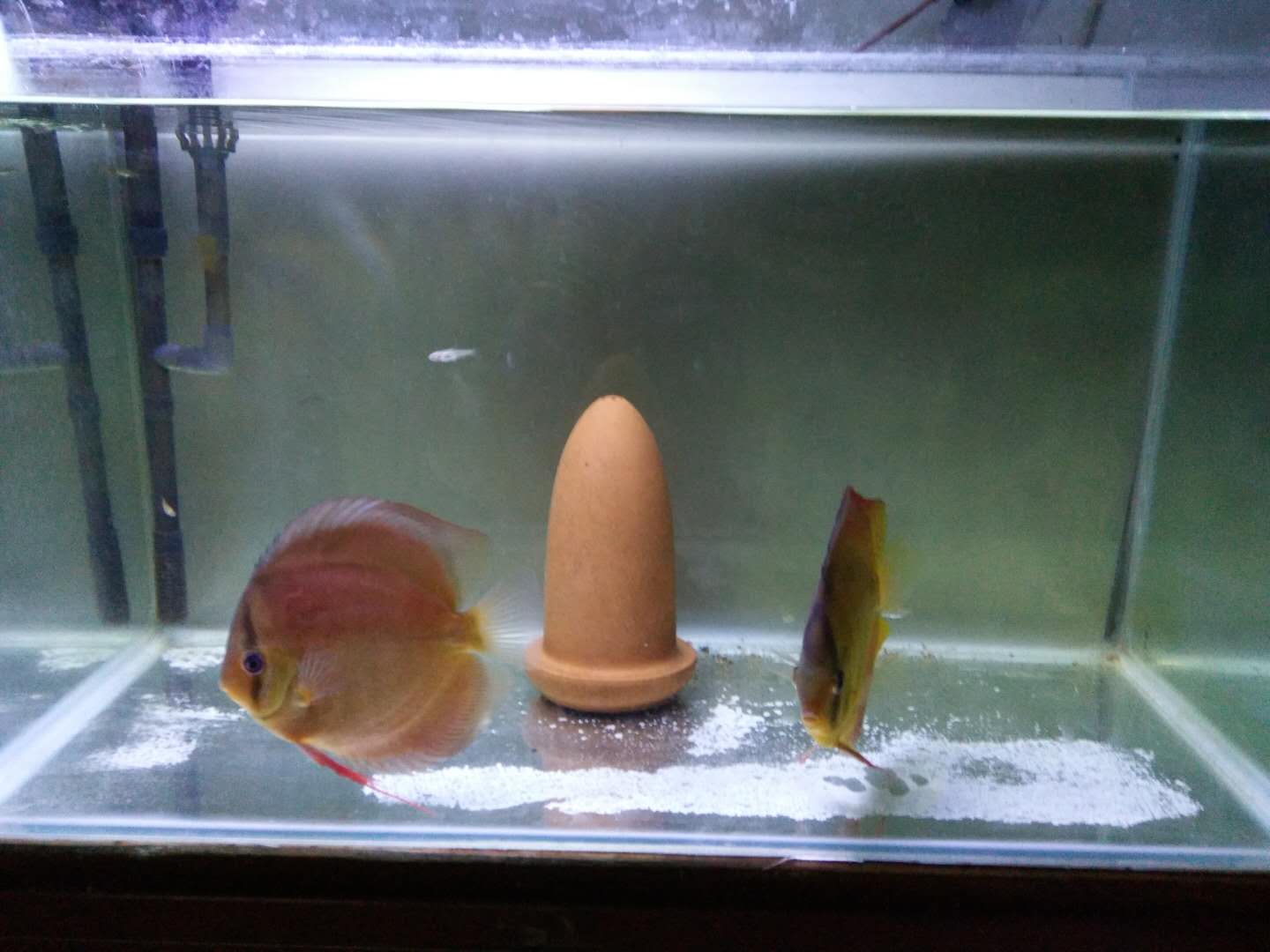 如何清除鱼缸水质中的硝化细菌,鱼缸加了硝化细菌水质浑浊怎么办