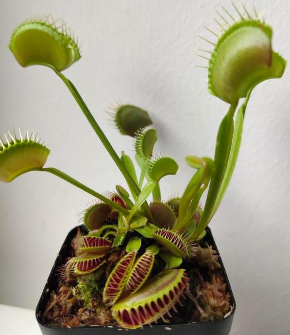 最吸引虫子的食虫植物,自然界克制蚊子苍蝇的植物
