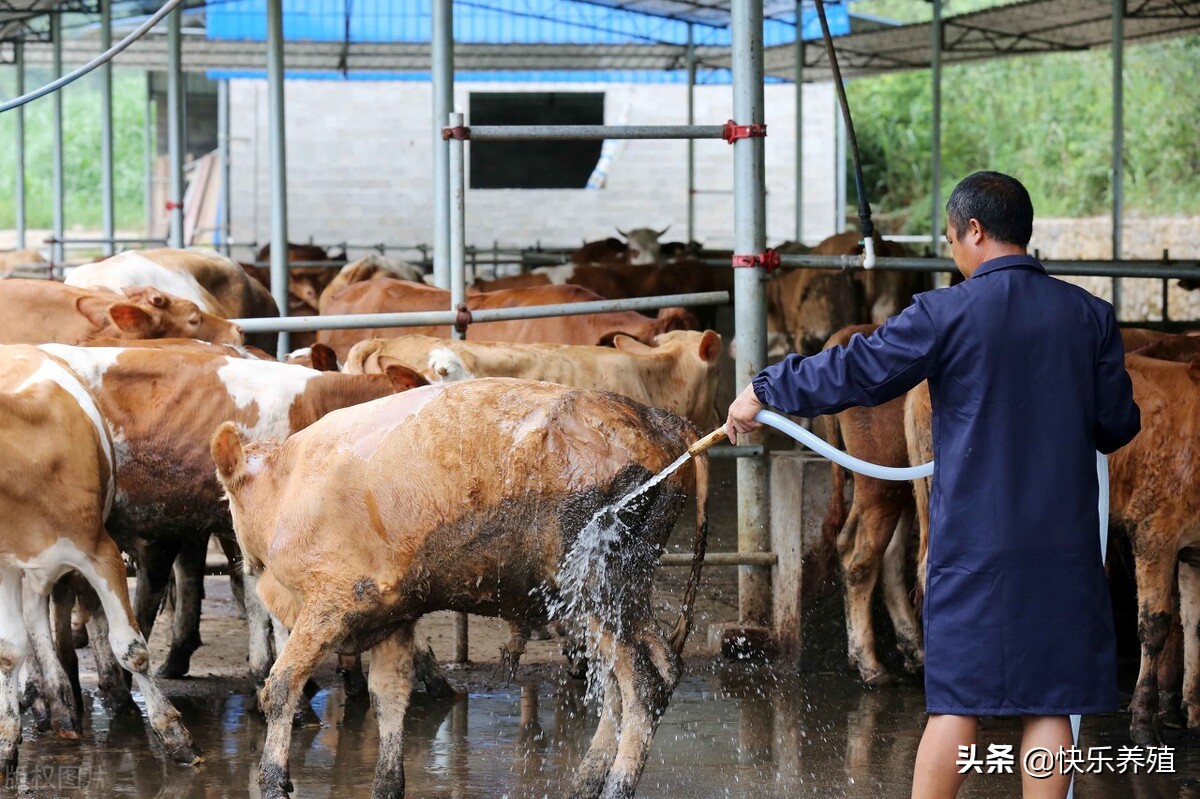 高温牛中暑高发怎么办,牛中暑特效药配方