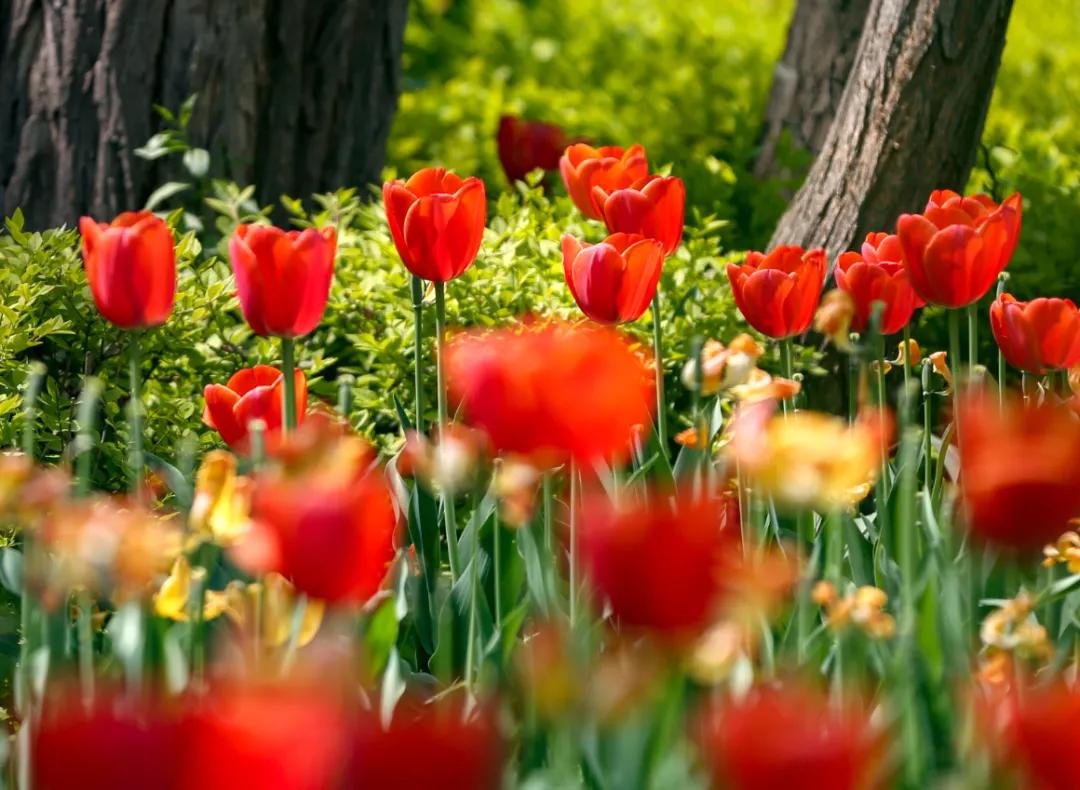 时光清浅秋意阑珊,时光清浅浮世清欢