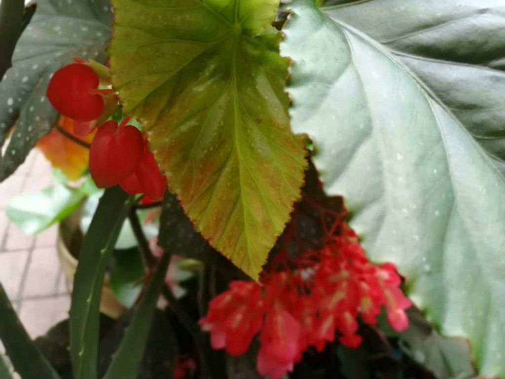 老花匠怎么施肥,老花匠养护方法