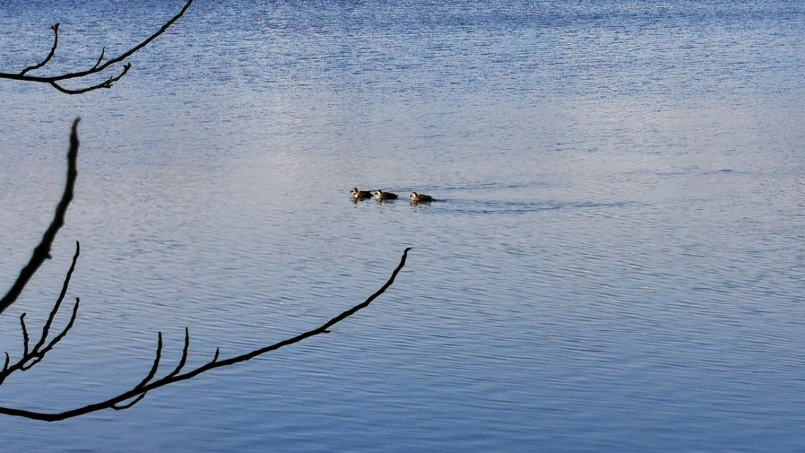 南京紫金山庄,南京紫金山庄钓鱼