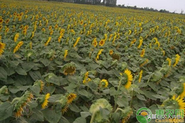 葵花籽价格市场行情主要产地,葵花籽收购价目表
