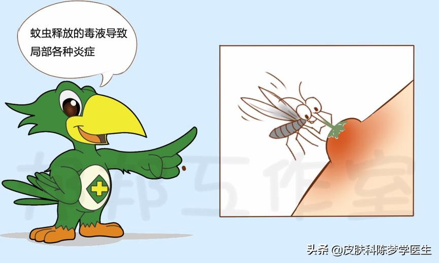 被蚊子叮咬起红包怎么办,被蚊虫咬的红包