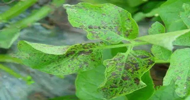 马铃薯这几种病害你都会认吗?认清了以后教你怎么治!(二)