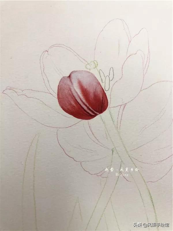 怎么用水彩笔画郁金香教程,粉色水彩郁金香怎么画图片