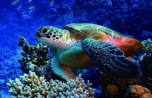 泰国普吉岛超实用交通攻略,泰国普吉岛旅游攻略带酒