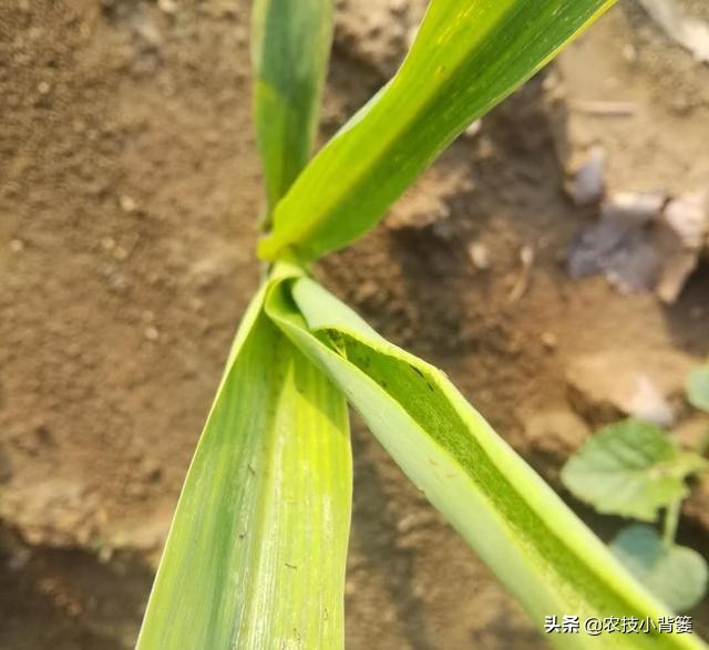 玉米田蓟马虫害最佳防治方法,玉米苗期害虫特多如何防治