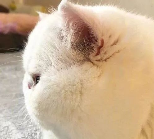 猫咪脸盘越肿越可爱？您的发腮食谱已送达