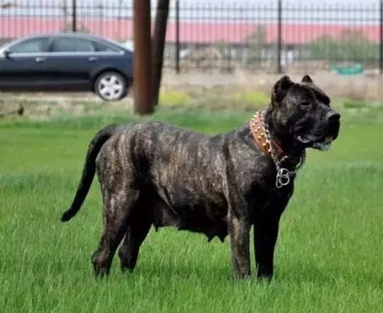 危险分子猛犬暴徒—加纳利，请你低调