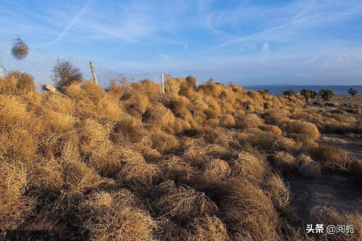 外来入侵物种，除了加拿大一枝黄花、小龙虾，你还知道哪些？