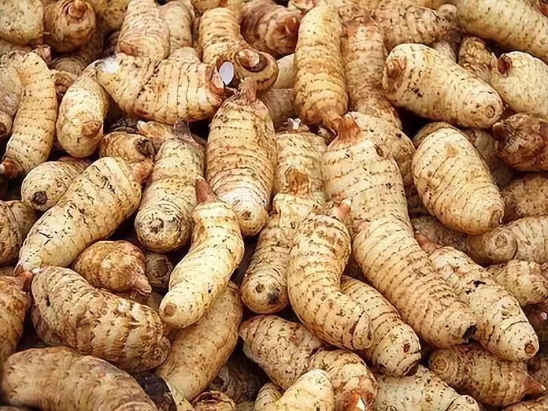 适合穷人没本钱的创业种植项目,冷门农村种植创业项目行业利润