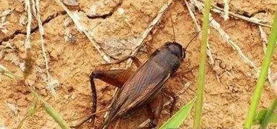 杀灭地下害虫这里有10种绝招,地下害虫最佳灭虫方法