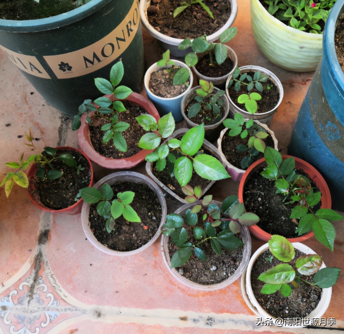 扦插小苗存活率百分之百的方法,扦插2.0撞墙法原理