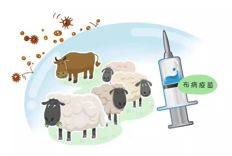兽用布病疫苗能冷冻吗,兽用布病疫苗使用方法