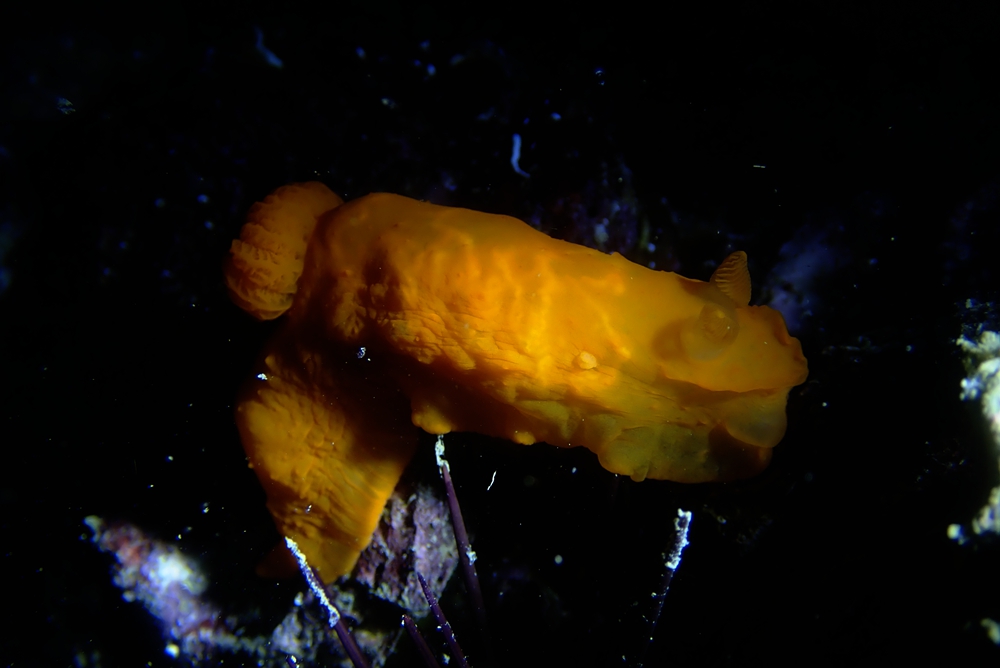 珠海海兔，它们在万山岛活得不错，明年再探望它们