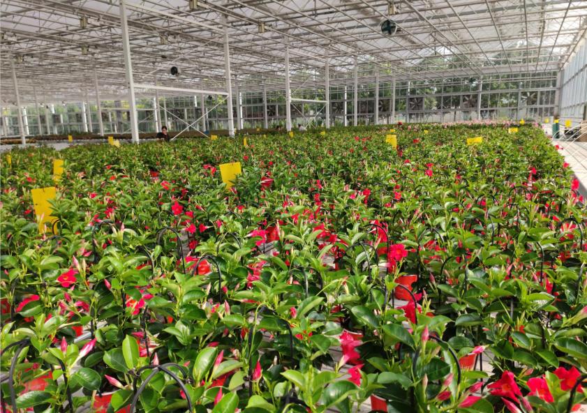 新发地疫情爆发一个月后,北京花市现在怎么样了?