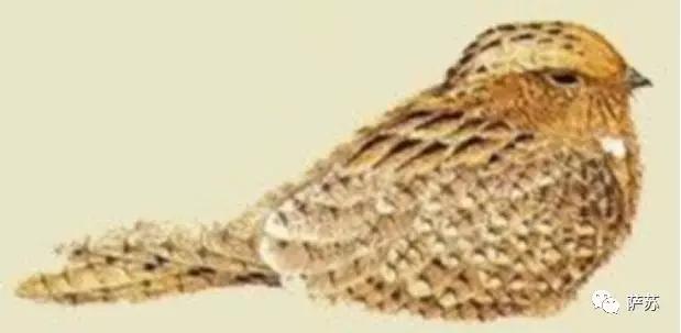 这种*疆新**特有的暗夜精灵，为何在人类视野中消失了90年？