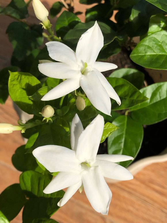 茉莉叶子掉光怎么养,茉莉叶发黄了怎么办小妙招