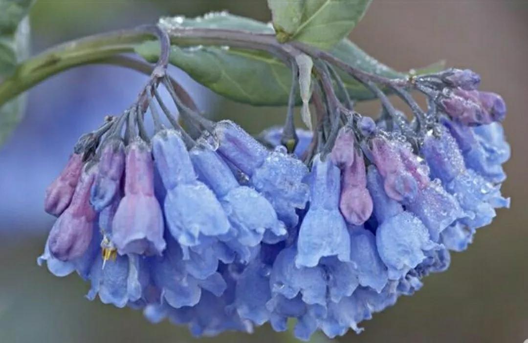 芳踪难觅濒危花！清新治愈篇：沙漠高原是吾家，豹子花的春天来了