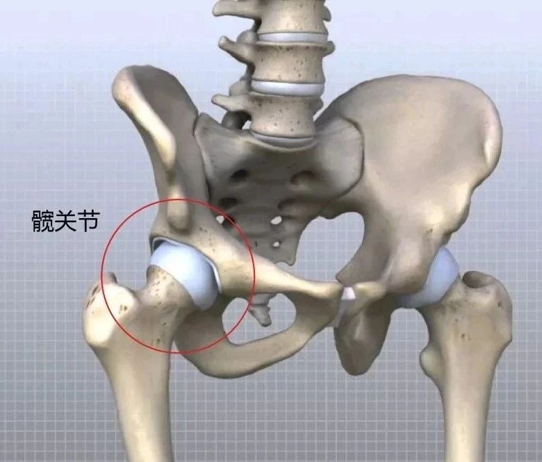 腿型矫正10天见效,腿型矫正动作