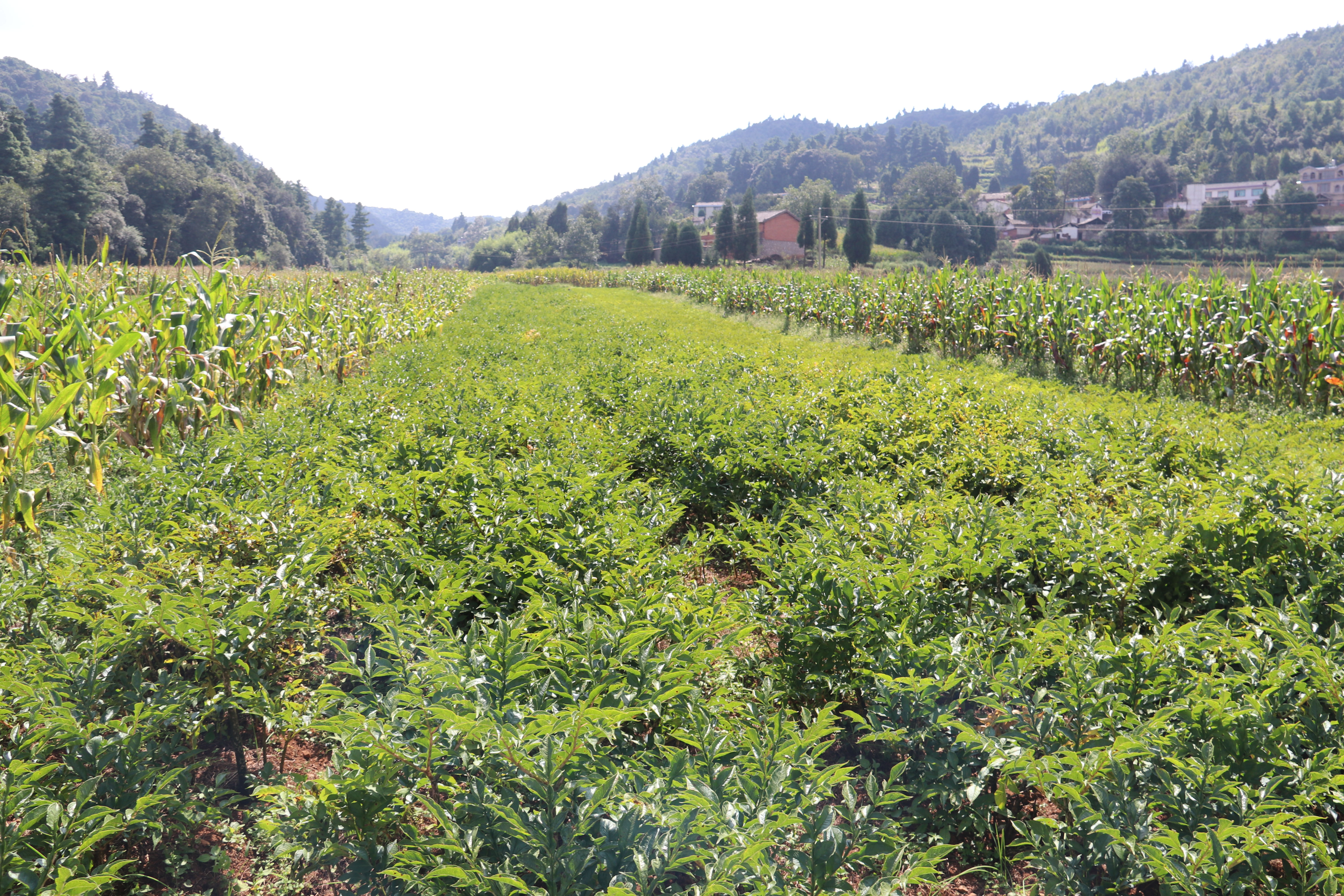 魔芋种植技术每日农经,魔芋种植与收益