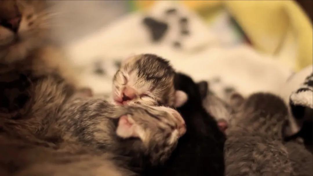 猫咪痛苦难产,铲屎官手足无措|如何帮助猫咪顺利生产?