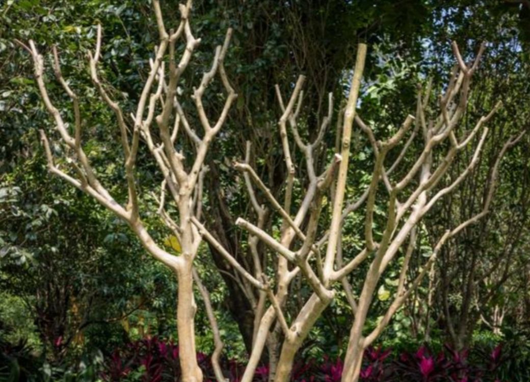 植物成了“光杆司令”，别轻言放弃，此法或可挽救