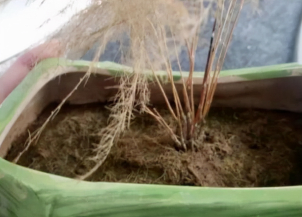 一年四季不死的十种花水养,浇水过多死的植物