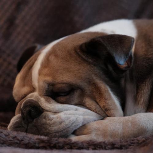 狗狗会游泳为啥会被淹死,狗狗掉进水里多久能淹死