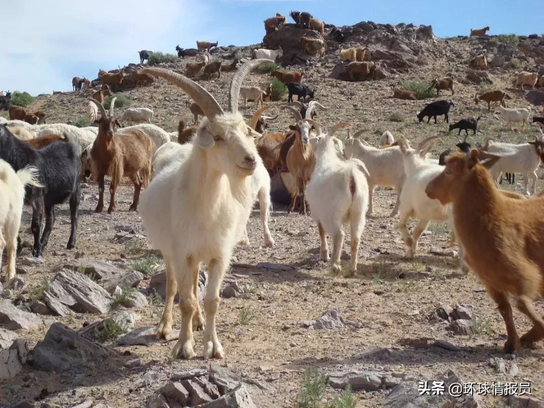 蒙古族为什么有那么大的土地,蒙古国土资源情况