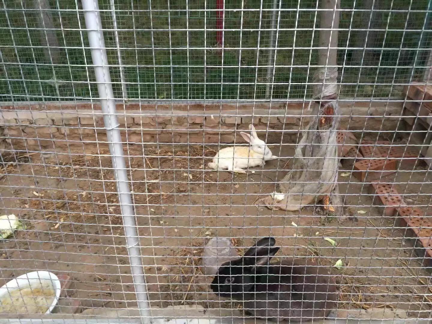 让孩子流连忘返的幼儿园,充满野趣的幼儿园