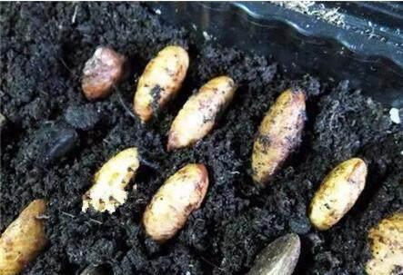 把吃剩的山竹核扔盆里，一个月，长出的盆栽漂亮