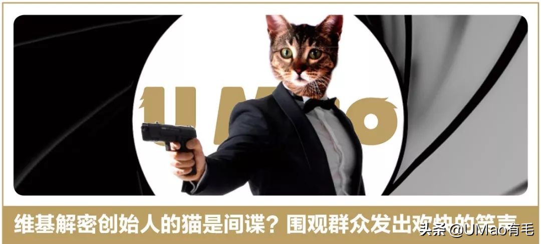猫咪猜杯子游戏第三关 (猫咪口杯猜球游戏)