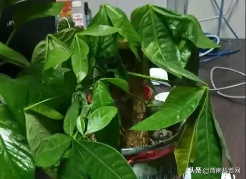 妞嶇墿鍡栧棖闀跨垎鐩嗕笉榛勫彾,鍏绘鐗╀竴涓槦鏈熶笉姝荤殑绉樻柟