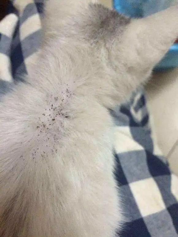 猫咪过度舔舐挠痒怎么办,猫咪过分挠猫砂