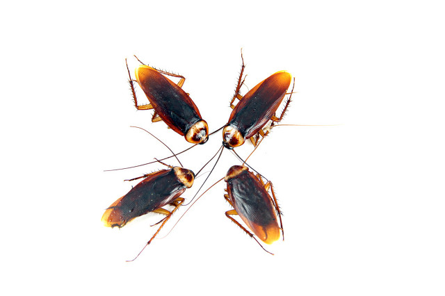 深圳福田灭虫除蟑螂机构推荐,深圳专业上门除虫灭鼠除蟑螂