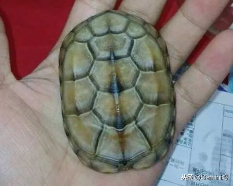 文玩小乌龟,文玩乌龟代表什么