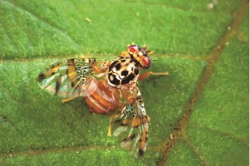 还有人从国外寄来20多只果蝠标本?海淘代购注意了,邮寄蜥蜴、盆景入境,可能会入刑!