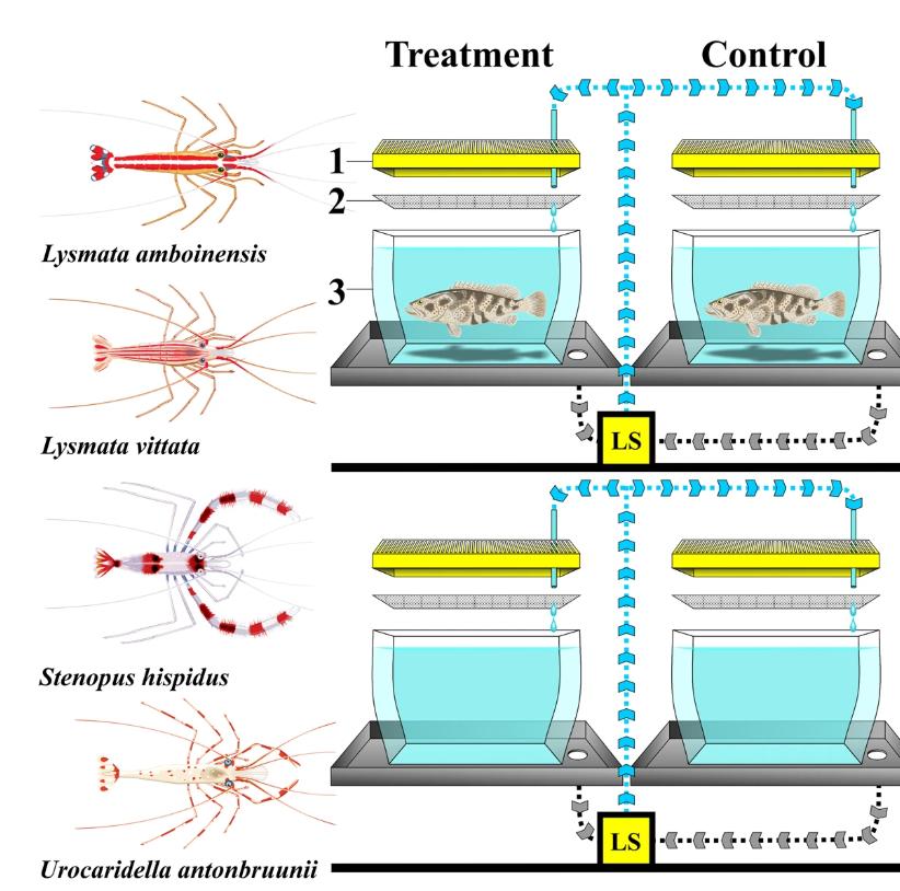 养殖石斑鱼怎么活杀,石斑鱼养殖的杀虫药有哪些