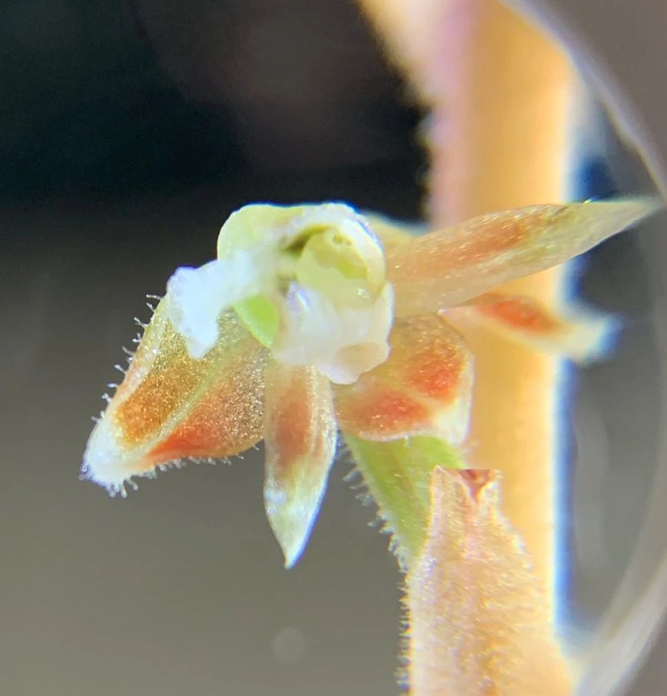 绿翡翠宝石兰植物,宝石兰植物