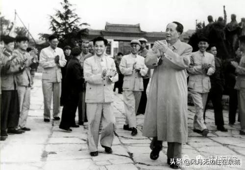 济南一颗梧桐树,济南的法国梧桐